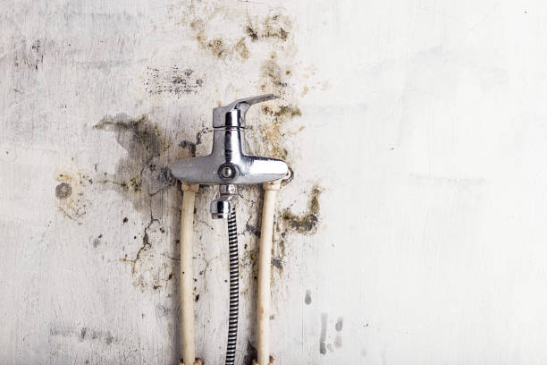 Best Mold Cleaning Services  in Ridgefield, WA