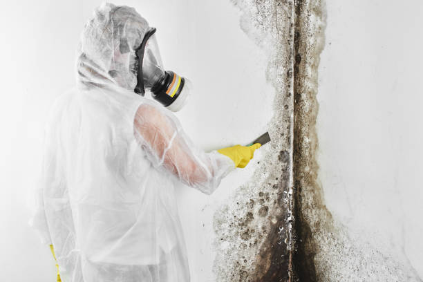 Best Local Mold Removal Service  in Ridgefield, WA