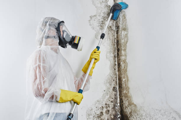 Best Black Mold Removal  in Ridgefield, WA