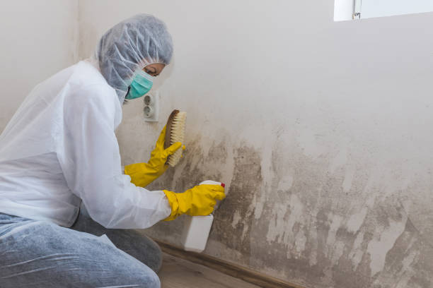Best Best Mold Removal Companies  in Ridgefield, WA