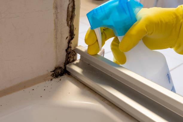 Trusted Ridgefield, WA Mold Removal Experts