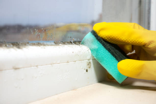 Best Mold Testing  in Ridgefield, WA