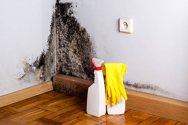 Best Affordable Mold Removal  in Ridgefield, WA